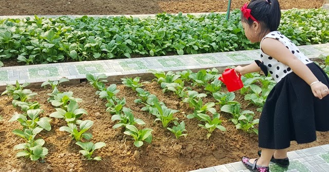 tinh khiet vuon rau sach trong truong mam non cho tre an an toan